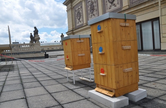 Od května dělají sochám na střeše Rudolfina společnost včelky.